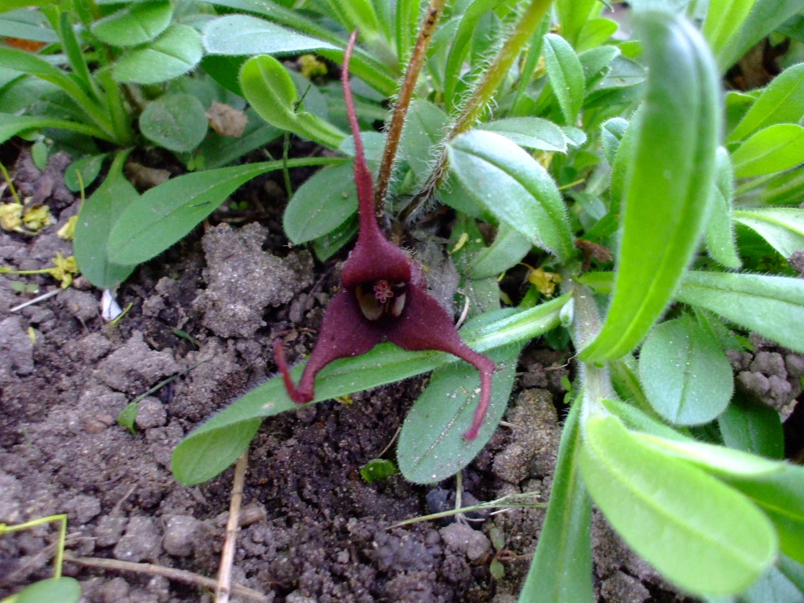 Asarum caudatum